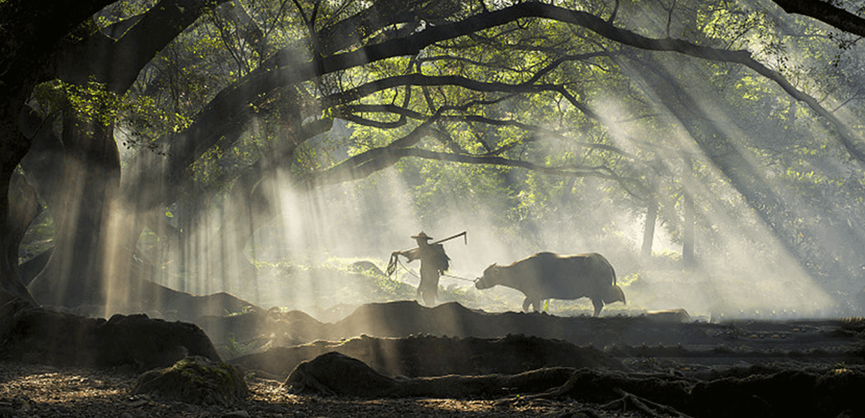 green and organic Chinese tea production